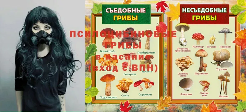 Галлюциногенные грибы Psilocybe  Дно 